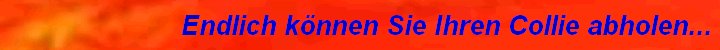 Endlich knnen Sie Ihren Collie abholen...
