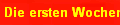 Die ersten Wochen