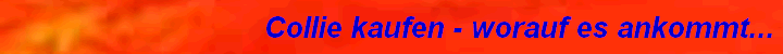 Collie kaufen - worauf es ankommt...