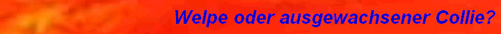Welpe oder ausgewachsener Collie?